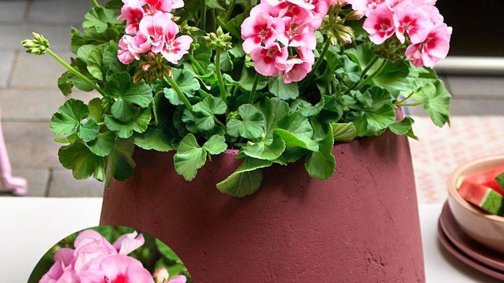 Pelargonium zonale ‘Solfaro Lisboa’.