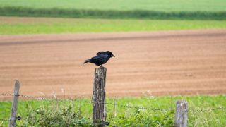 Pour les associations de protection de la biodiversité et des animaux sauvages, les prélèvements d'espèces nuisibles seraient peu efficaces pour réduire les dégâts occasionnés à l'agriculture. Pour les associations de protection de la biodiversité et des animaux sauvages, les prélèvements d'espèces nuisibles seraient peu efficaces pour réduire les dégâts occasionnés à l'agriculture.