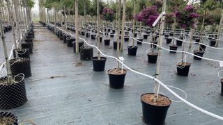 Les pépinières Allavoine, au site de Gaillon (27), ont installé récemment une aire de culture pour produire des arbres en conteneurs et air-pots, allant du baliveau au 16/18, voire 18/20. Tout est irrigué en goutte-à-goutte, avec un nombre variable de goutteurs selon la taille des plantes (six au maximum).