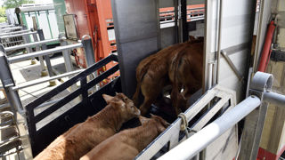 Le ministre de l'Agriculture a annoncé l'ouverture du marché espagnol aux animaux en provenance des zones réglementées vis-à-vis de la maladie hémorragique épizootique. Le ministre de l'Agriculture a annoncé l'ouverture du marché espagnol aux animaux en provenance des zones réglementées vis-à-vis de la maladie hémorragique épizootique.