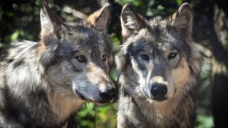 En mai dernier, 9 loups, 3 griffons et 2 corbeaux ont été retrouvés empoisonnés dans la région des Abruzzes. En mai dernier, 9 loups, 3 griffons et 2 corbeaux ont été retrouvés empoisonnés dans la région des Abruzzes.