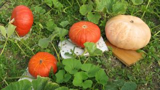Attendez que les courges soient bien mûres pour une meilleure conservation, sauf en cas de gelées annoncées. Attendez que les courges soient bien mûres pour une meilleure conservation, sauf en cas de gelées annoncées.