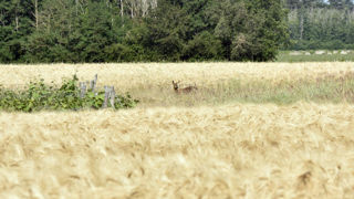 Le preneur peut avoir à répondre,  sauf convention contraire, des dégâts causés par une multiplication excessive du gibier.