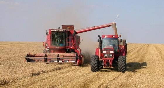 Moisson de blé