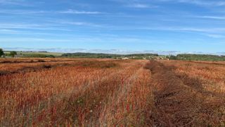 44 262 ha de sarrasin ont été déclarées à la Pac en France en 2022. 44 262 ha de sarrasin ont été déclarées à la Pac en France en 2022.