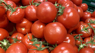« Les premiers bilans de la saison 2023 montrent une baisse de la production de tomates et des surfaces qui plafonnent », indique l'AOPn Tomates et Concombres de France. « Les premiers bilans de la saison 2023 montrent une baisse de la production de tomates et des surfaces qui plafonnent », indique l'AOPn Tomates et Concombres de France.