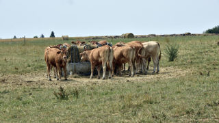La Confédération paysanne demande, entre autres, une indemnisation des élevages situés en zone réglementée, couvrant à la fois les coûts de blocage des animaux (affouragement, hébergement) et la perte de valeur des animaux en raison des restrictions à l’export.
