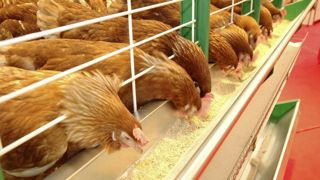Des poules auraient été rendu résistants à la grippe aviaire grâce à des modifications dans leur génome. Des poules auraient été rendu résistants à la grippe aviaire grâce à des modifications dans leur génome.
