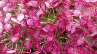 Hydrangea paniculata LIVING LITTLE ROSY®, virant progressivement au rose vif en fin de floraison. Hydrangea paniculata LIVING LITTLE ROSY®, virant progressivement au rose vif en fin de floraison.