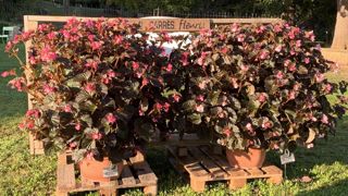 Begonia interspecific ‘Stonehedge’ Rose et Light Pink F₁ (Bronze Le Begonia interspecific ‘Stonehedge’ Rose et Light Pink F₁ (Bronze Le
