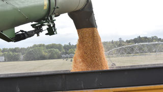 La Commission européenne a revu à la baisse ses prévisions de rendement pour le maïs grain (à 71,3 q/ha) et le tournesol (à 21 q/ha) dans l'Union européenne. La Commission européenne a revu à la baisse ses prévisions de rendement pour le maïs grain (à 71,3 q/ha) et le tournesol (à 21 q/ha) dans l'Union européenne.