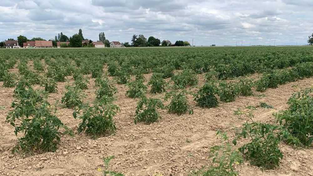 Pour le début du désherbage de ses cultures biologiques, Christian Pierre a fait appel à la  main-d’oeuvre locale. © E. Young/GFA