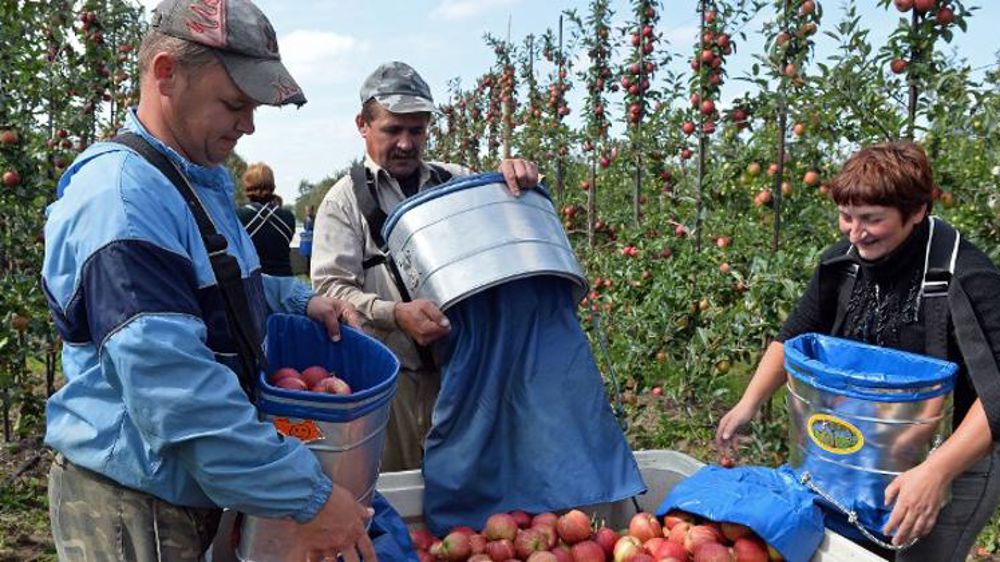 Des travailleurs saisonniers ukrainiens à Leczyszyce, en Pologne, en 2014. © Janek Skarzynski/AFP