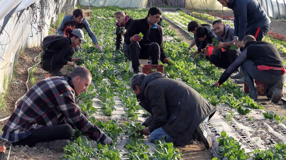 Chez Graines de soleil, une association des Bouches-du-Rhône d’insertion sociale par le maraîchage, 20 % des effectifs sont de confession musulmane. © Gilles Floury pour Graines de soleil