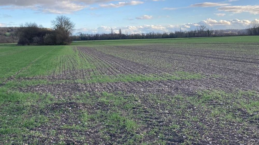 Comment réduire le phénomène de phytotoxicité sur blé avec le désherbage ?