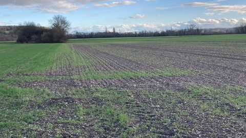 Comment réduire le phénomène de phytotoxicité sur blé avec le désherbage ?