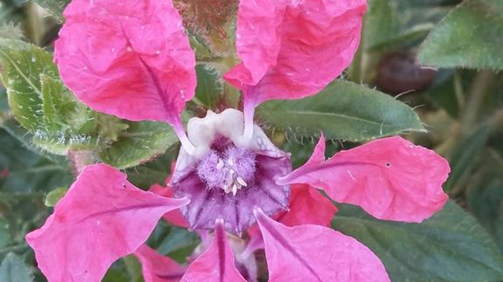 Cuphea procumbens SWEET TALK™ Deep Pink.