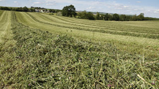 Luzerne : En Lorraine comme en Auvergne, la campagne 2023 a été favorable à la légumineuse. Plus tardive que les ray-grass, elle a permis de récolter au printemps dans de bonnes conditions et maintenu sa pousse tout au long de la saison. Dans le Puy-de-Dôme, quelques retours d’analyses d’enrubannage affichent des valeurs de 0,91 UFL et 17 % de MAT. Luzerne : En Lorraine comme en Auvergne, la campagne 2023 a été favorable à la légumineuse. Plus tardive que les ray-grass, elle a permis de récolter au printemps dans de bonnes conditions et maintenu sa pousse tout au long de la saison. Dans le Puy-de-Dôme, quelques retours d’analyses d’enrubannage affichent des valeurs de 0,91 UFL et 17 % de MAT.