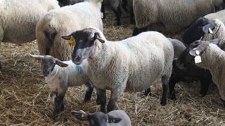 « Pour limiter l’apparition des maladies chez les jeunes agneaux, il est important de les alloter en fonction leur âge », préconise Antoine Fournier, vétérinaire en Haute-Vienne.