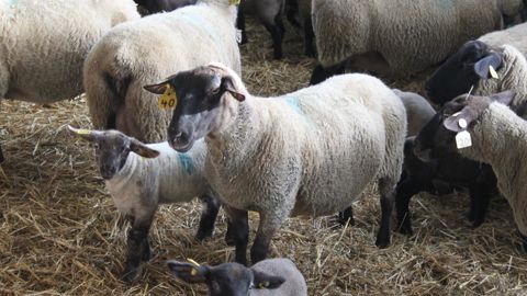 « Pour limiter l’apparition des maladies chez les jeunes agneaux, il est important de les alloter en fonction leur âge », préconise Antoine Fournier, vétérinaire en Haute-Vienne.