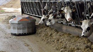 L'élevage bovin est le secteur le plus robotisé en agriculture.