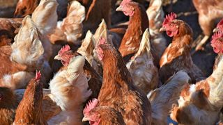 Le virus de la grippe aviaire revient en force depuis l'automne aux États-Unis. Le virus de la grippe aviaire revient en force depuis l'automne aux États-Unis.