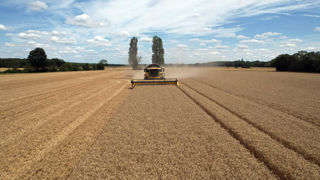 L'USDA, le ministère américain de l'Agriculture, prévoit désormais une récolte mondiale de blé de 781,98 millions de tonnes, contre 783,43 lors de la précédente estimation.