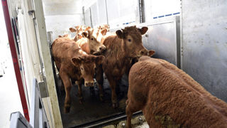 Au 9 novembre 2023, le bilan ministère de l’Agriculture recensait 2 954 foyers dans des élevages français. Au 9 novembre 2023, le bilan ministère de l’Agriculture recensait 2 954 foyers dans des élevages français.