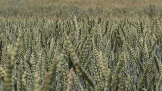 Près de 60 000 tonnes de blé tendre bio pourrait être déclassées en conventionnel, estime Bruno Barrier-Guillot.