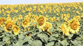 Agreste estime la production de tournesol à 2,1 millions de tonnes en 2023. Agreste estime la production de tournesol à 2,1 millions de tonnes en 2023.
