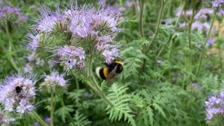 Nombre d’initiatives sont déjà déployées sur le territoire en faveur des insectes pollinisateurs mais aussi de la pollinisation des paysages agricoles. Nombre d’initiatives sont déjà déployées sur le territoire en faveur des insectes pollinisateurs mais aussi de la pollinisation des paysages agricoles.