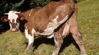 De 10 à 15 % des bovins contaminés par la besnoitiose expriment les symptômes de la maladie après une période d’incubation d’une semaine au minimum. Une fois le stade de la sclérodermie atteint, l’état général de l’animal se dégrade et peut aller jusqu’à la mort.