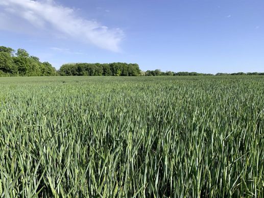 La filière a mis en place des essais sur les grandes variétés de blé et d'orge pour mettre en évidence les progrès réalisés en matière de recherche.