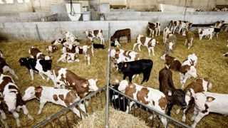 La filière vitelline française a encaissé une baisse de 14 % des abattages en septembre dernier, par rapport à 2022. La filière vitelline française a encaissé une baisse de 14 % des abattages en septembre dernier, par rapport à 2022.
