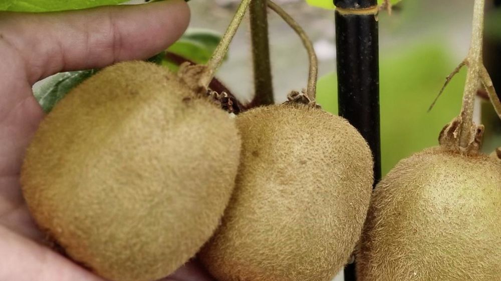 Actinidia deliciosa 'Herma', autofertile, donne de gros fruits.