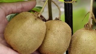 Actinidia deliciosa 'Herma', autofertile, donne de gros fruits. Actinidia deliciosa 'Herma', autofertile, donne de gros fruits.