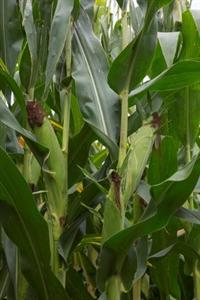 Variétés de maïs Syngenta.