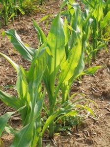 Retrouvez sur lgseeds.fr les résultats d'essais LG en direct parcelle par parcelle.