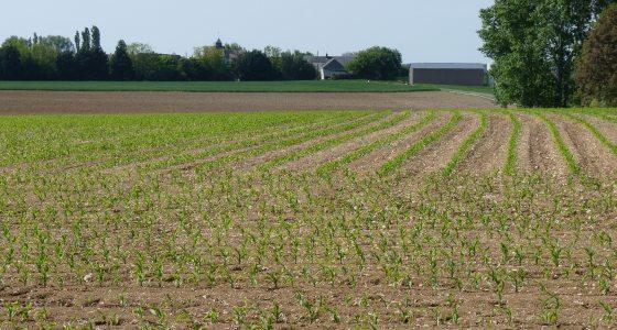 Le choix d’une précocité adaptée, selon la date de semis envisageable dans la région, fait partie des marges de manœuvre disponibles pour gérer le risque de stress hydrique.