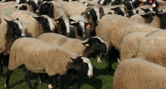 Production ovine en octobre 2012