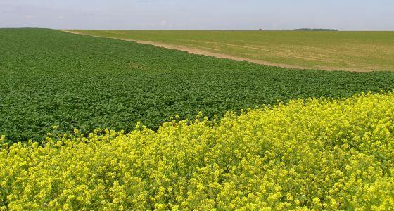 Paysage avec colza et blé