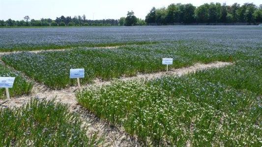 Les résultats des essais variétés de lin oléagineux sont disponibles.