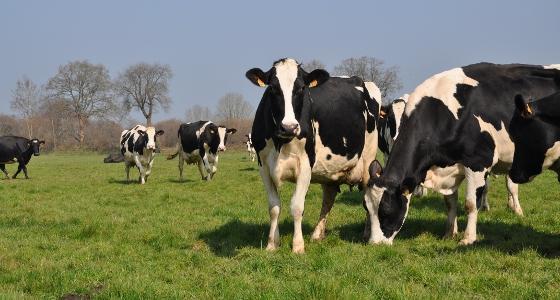 OP lait