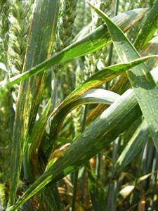 Basf Agro, leader sur de la nouvelle offre Sdhi