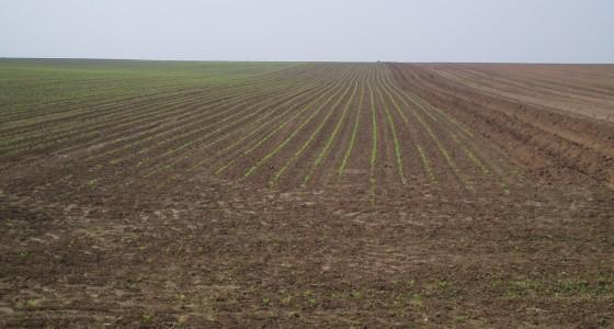 Semis de maïs en Argentine
