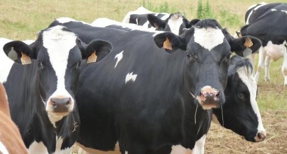 Vaches laitières