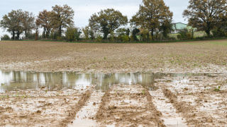 « La perte de potentiel est inévitable en cas de semis retardés, mais il reste intéressant de garder une sole de céréale significative », indique Jean-Louis Moynier. « La perte de potentiel est inévitable en cas de semis retardés, mais il reste intéressant de garder une sole de céréale significative », indique Jean-Louis Moynier.