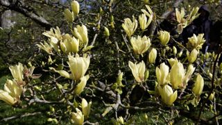 Les variétés arbustives de magnolias à fleurs jaunes apportent une jolie note dorée au jardin au printemps. Les variétés arbustives de magnolias à fleurs jaunes apportent une jolie note dorée au jardin au printemps.