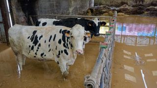 Dans le Pas-de-Calais, le cumul des précipitations est tel que les nappes débordent, laissant apparaître des sources dans les bâtiments. Sur le terrain, la solidarité s'organise pour reloger les animaux. Dans le Pas-de-Calais, le cumul des précipitations est tel que les nappes débordent, laissant apparaître des sources dans les bâtiments. Sur le terrain, la solidarité s'organise pour reloger les animaux.