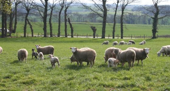 Moutons dans une prairie